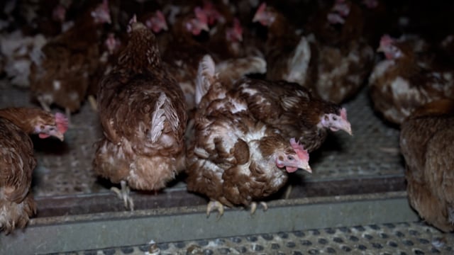 Handheld footage inside sheds