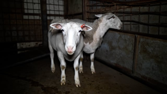 Animals in holding pens