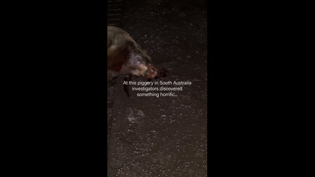 Andgar Piggery - A Scene from nightmares (IG)