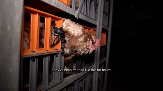 Star Poultry 2026