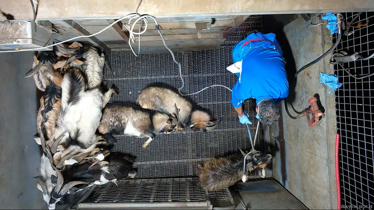 Cruelty complaint - incident examples (sheep, pigs & goats)