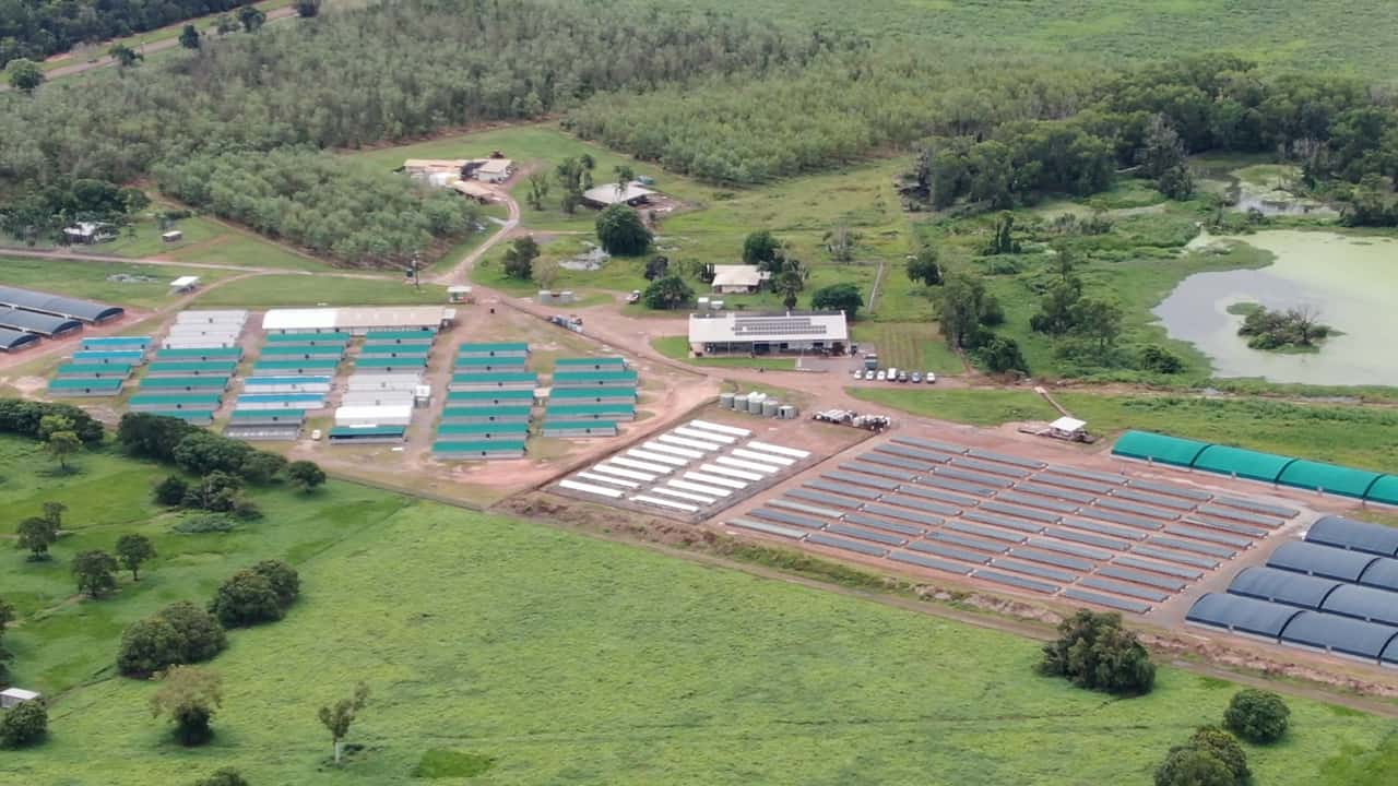 Janamba crocodile farm, NT