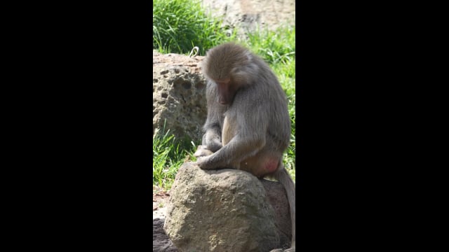 Melbourne Zoo - IG
