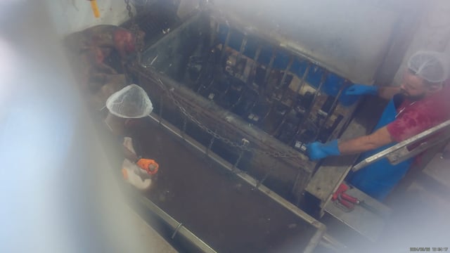 Hidden camera angle - Scalding tank and skinning