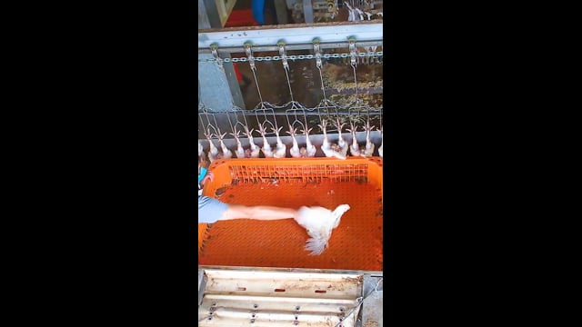 E.T Chicken Processors, Llandilo NSW (campaign video - Instagram)