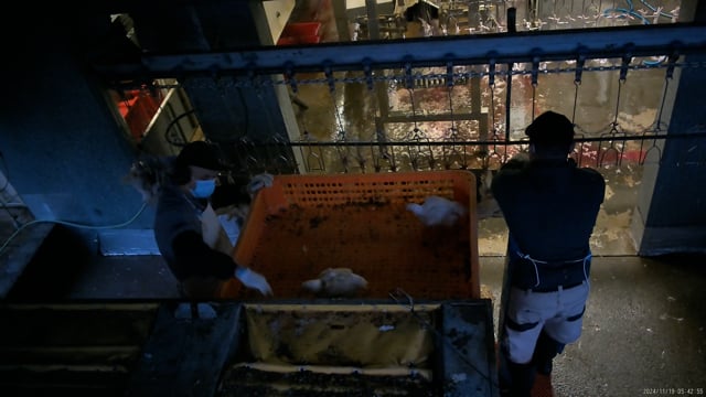 Incident report - E.T Chickens