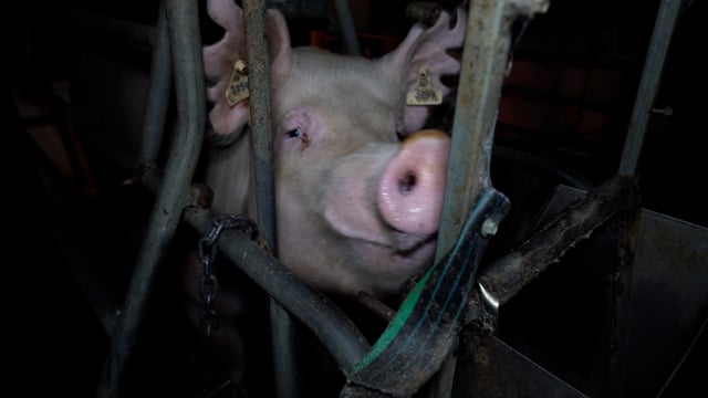 Handheld - farrowing