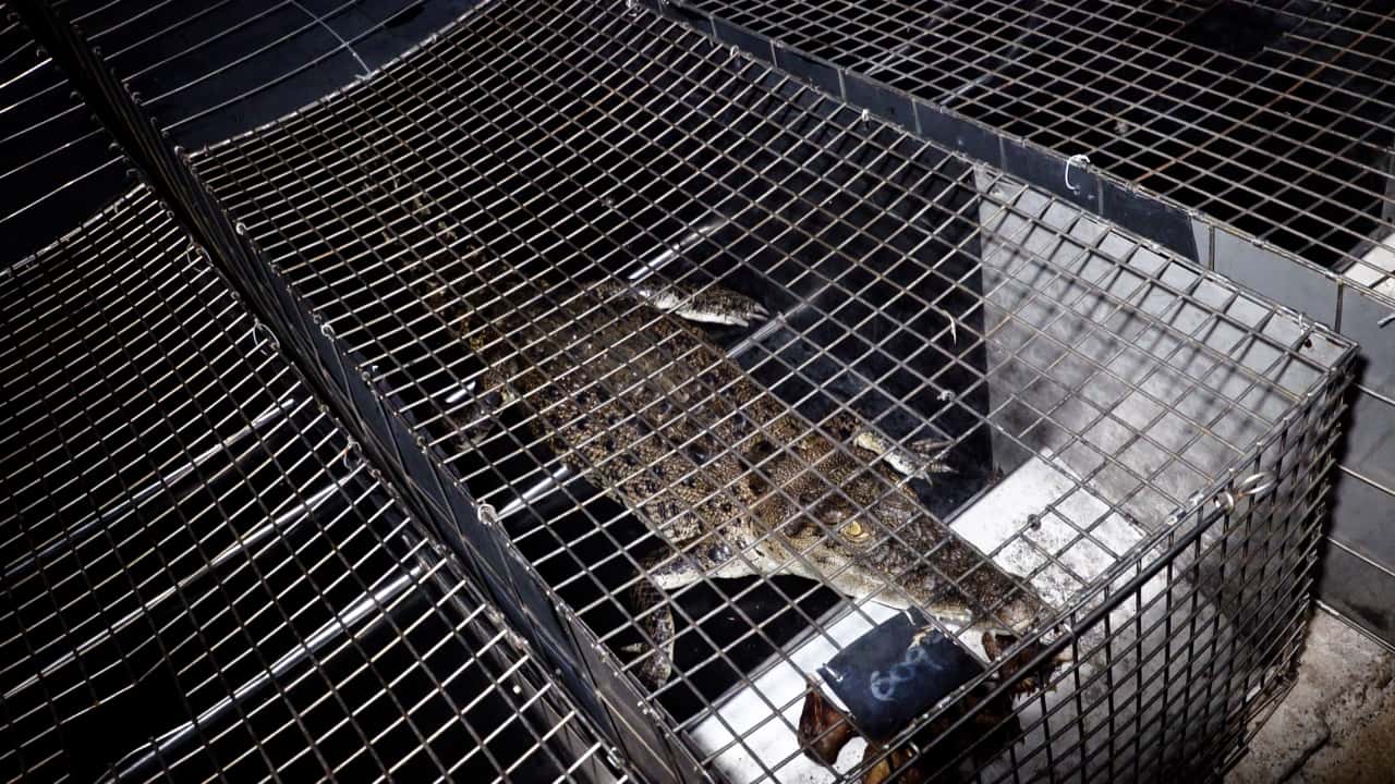 Video: Hermès Crocodile Farming Exposed - Farm Transparency Project