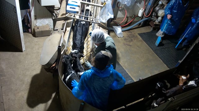Dairy calves in the restraint conveyor