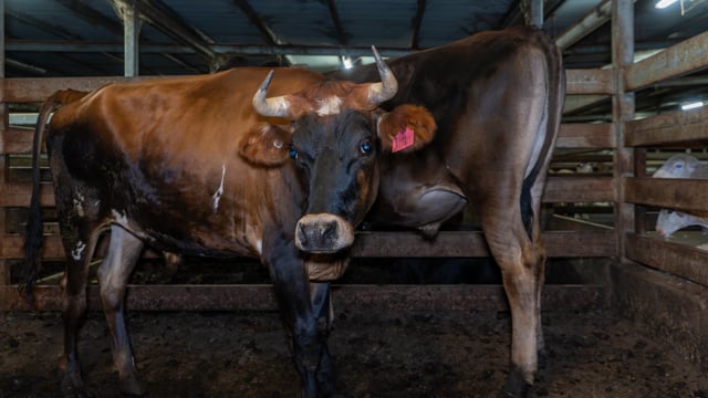 Gathercole's Wangaratta slaughterhouse - Part 1