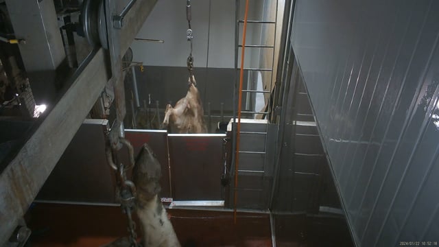 Hidden camera angle - cattle kill room, upper level