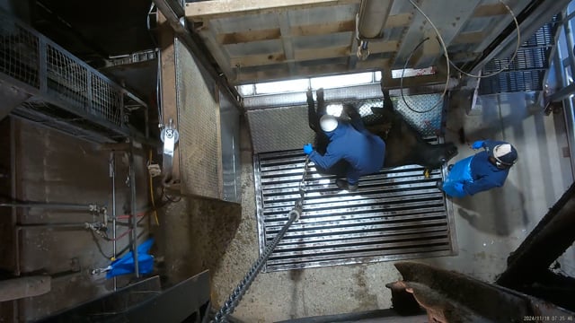 Hidden camera - Cattle/sow tipout and hoisting