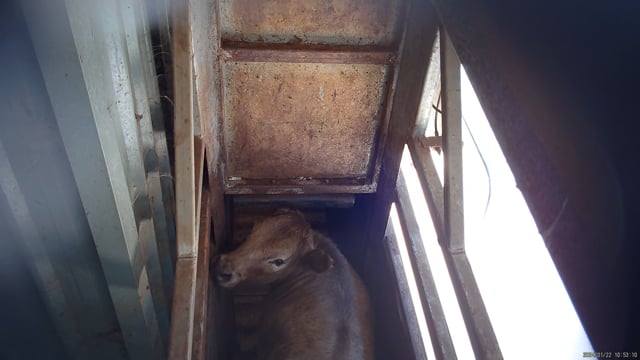 Hidden camera angle - cattle race