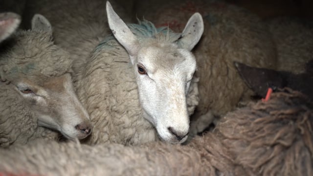 Sheep and cows in holding pens