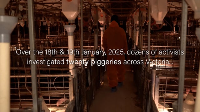 St Arnaud Piggery (Summary)