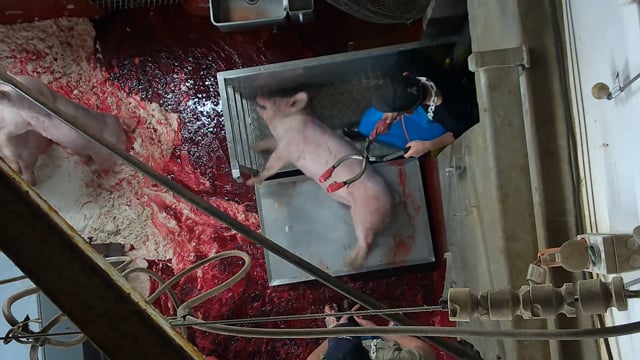 Millmerran Meats QLD 2024 (campaign video)