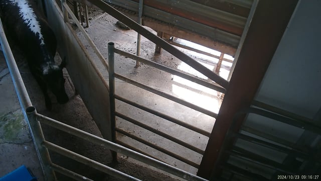 Hidden camera - Cow race