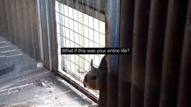 Darling Downs Zoo - Caged