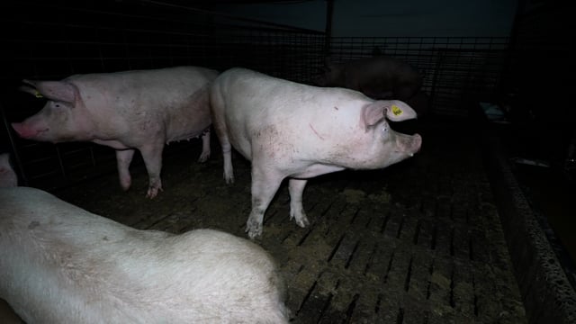 Group sow housing at Brownlow Piggery