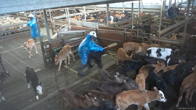 Summary - dairy calf slaughter