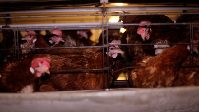 Laying hens in enriched cages