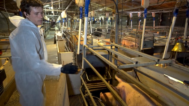 Guided piggery tour in Victoria, Australia