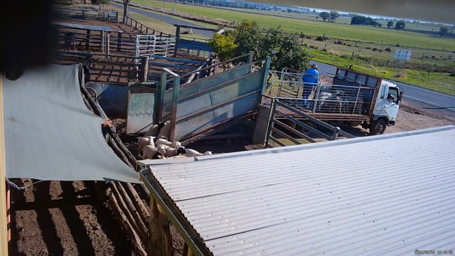 Hidden camera: unloading into holding pens