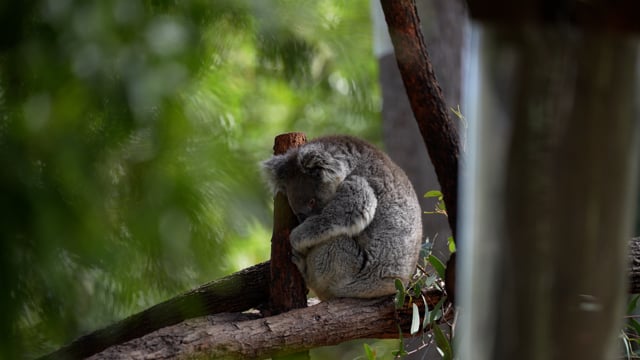 Melbourne Zoo - Wide