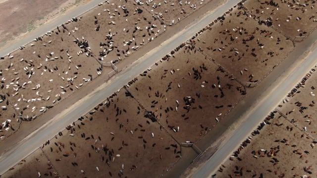 Kurrawong cow Feedlot