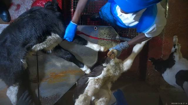 Sticking (throat cutting) of dairy calves