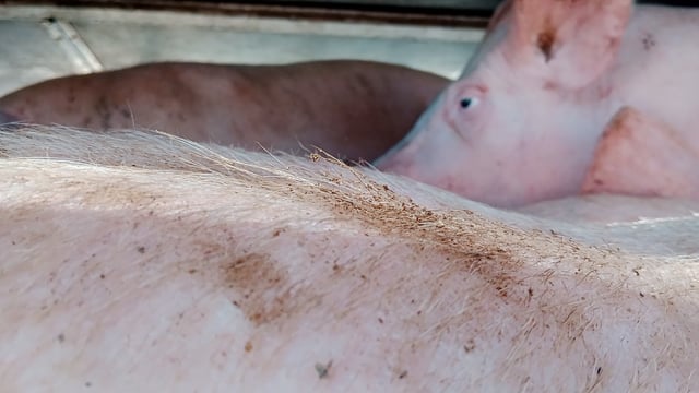 Pigs on a truck outside Benalla Slaughterhouse