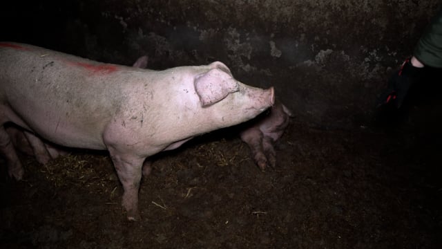 Handheld footage of growers, sows and weaner piglets
