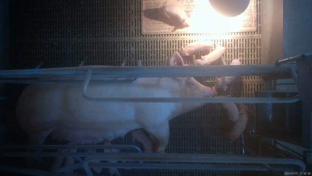 Time-lapse of a sow confined to a farrowing crate