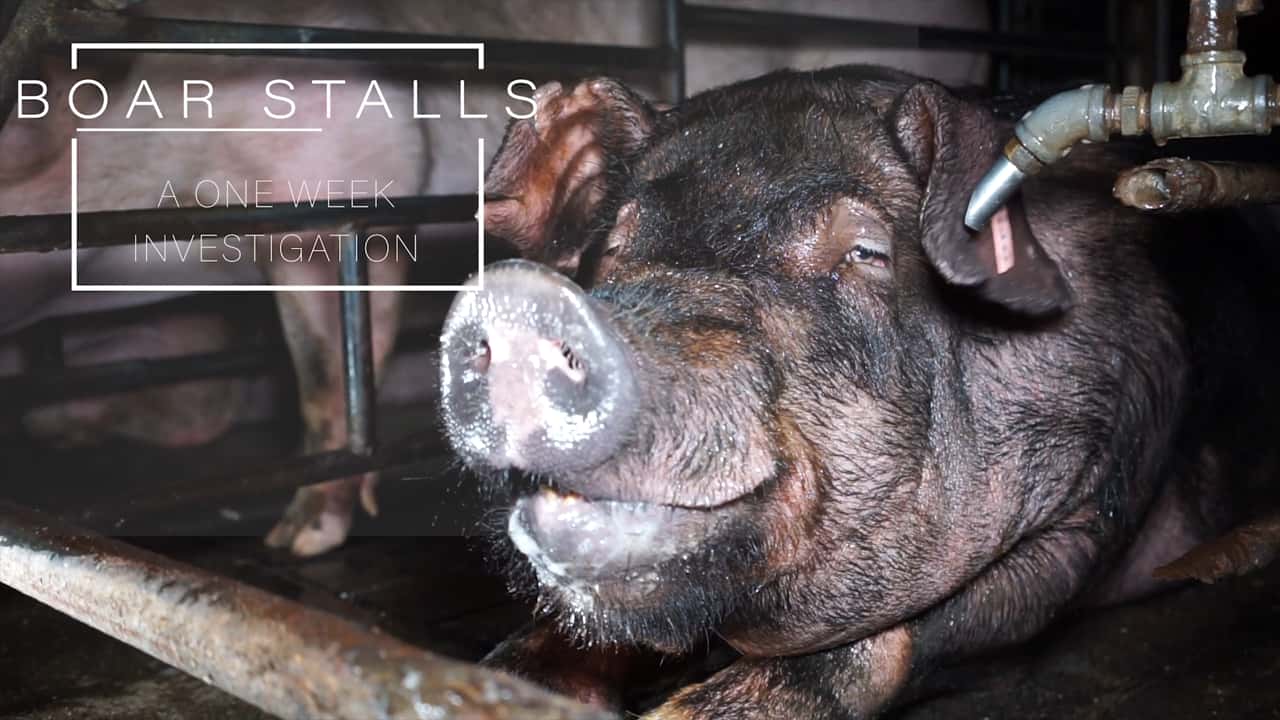 Boar stalls: Wacol Pig Semen Collection Facility