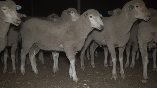 Animals in pens (Sheep)