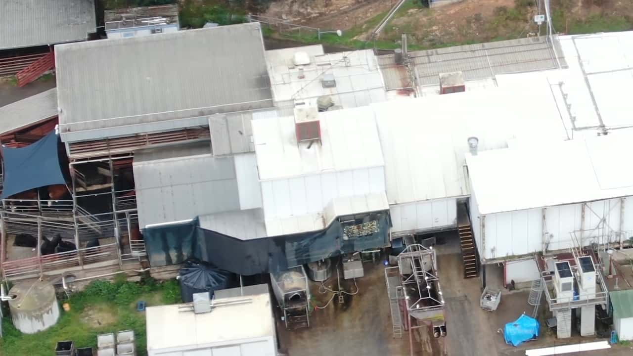 Picton Meatworx undercover investigation, NSW 2019