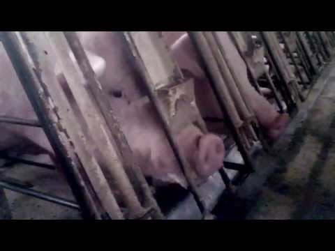 Walmart Pork Supplier Caught Abusing Mother Pigs and Piglets