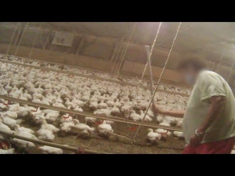 Hidden-Camera Exposes Disgusting Secret Behind McDonald’s Chicken McNuggets