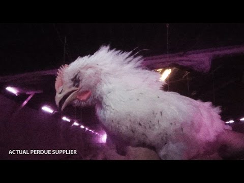 Perdue Workers Caught on Hidden Camera Stomping Birds to Death