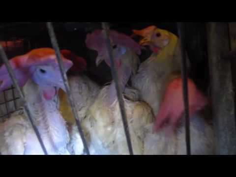 Undercover Investigation: Animal Abuse at Iowa Egg Factories