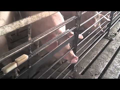 Criminal Animal Abuse Caught on Video at Walmart Pork Supplier