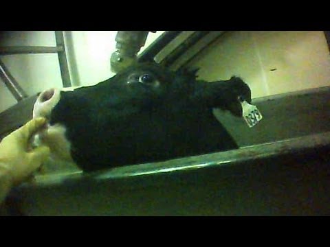 HSUS Investigation of Catelli Bros. Calf Slaughter Plant