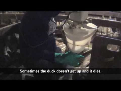 Amazon Cruelty - Mercy For Animals Exposes Suffering Behind Foie Gras