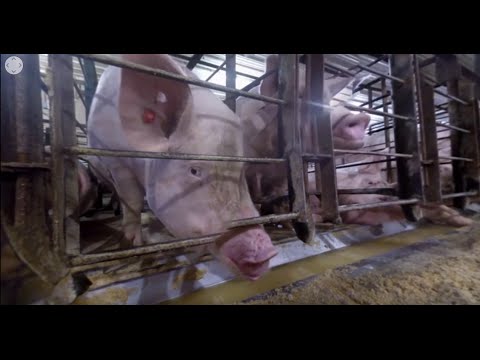 Cruelty at Christensen Farms Pig Farm in 360 Degrees