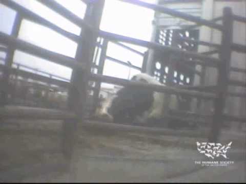 Undercover investigation at Chinos Hallmark/Westland slaughterhouse