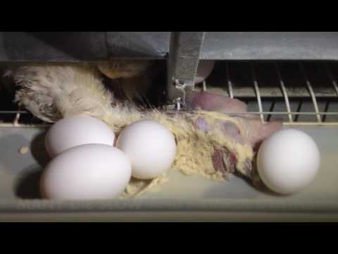 You Won’t Believe How Eggs Are Made