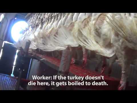 This Will Make You Think Twice About Your Turkey Sandwich