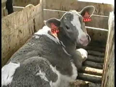 Calves Confined at Mendes Calf Ranch