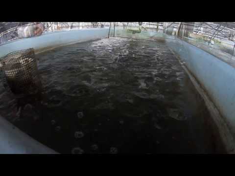 Teenage barramundis in tanks on a fish farm NSW 2018