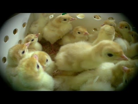 Watch: Secret Video Shows Baby Turkeys Ground Up Alive by Butterball